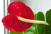 Anthurie, Flamingoblume (Anthurium) » Pflege & Vermehrung - Majas