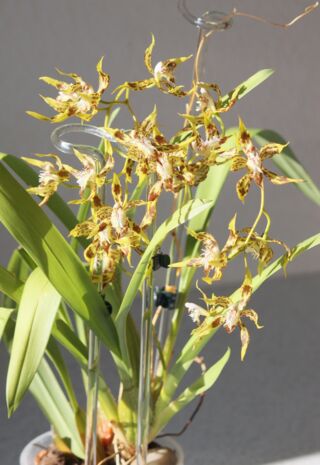 Odontoglossum cristatellum