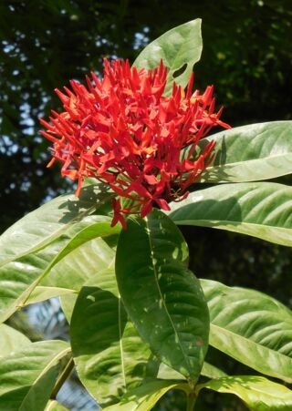 Ixora mit Blüten