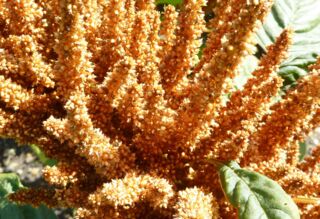 Amarant Samen an der Pflanze