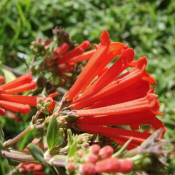 Bouvardie (Bouvardia ternifolia) Blüten