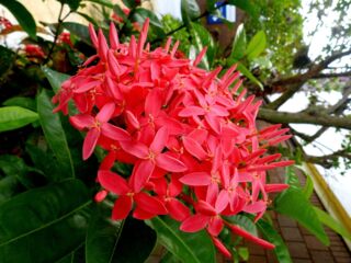 Ixora mit Blüten