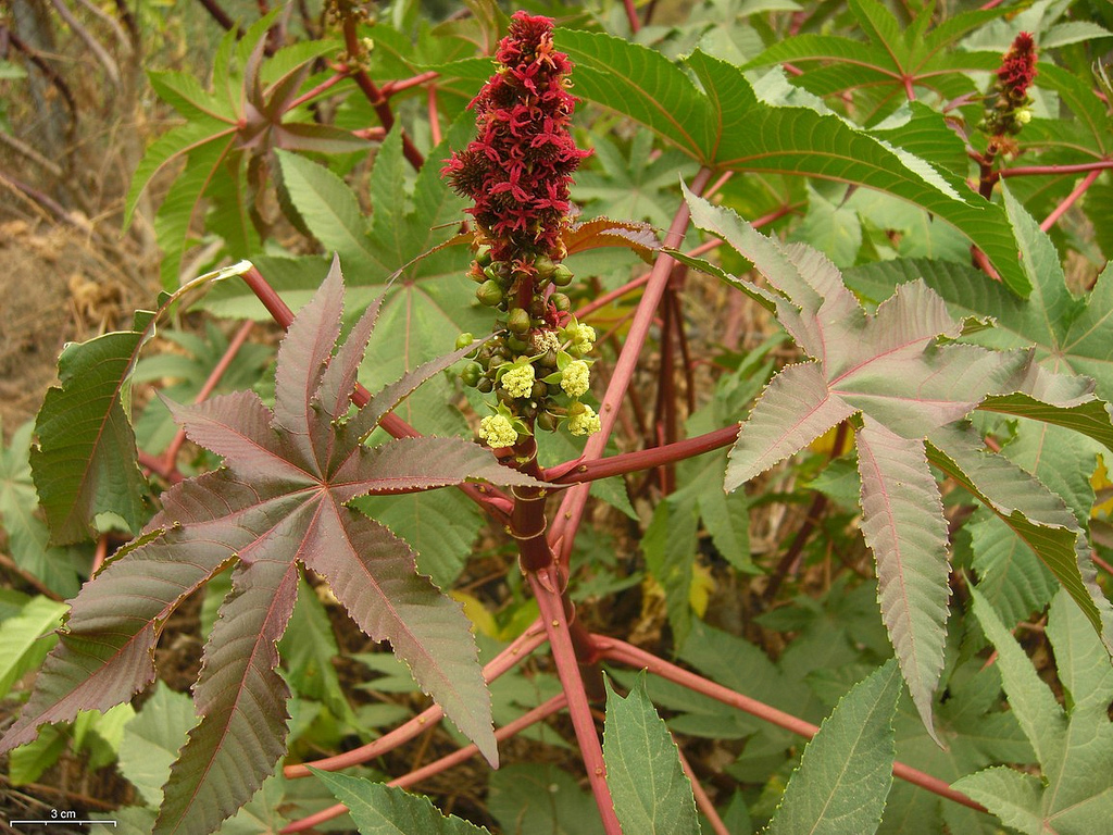Wunderbaum (Ricinus communis): Pflege & Vermehrung - Majas